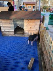 -萌宠亲子动物乐园(槐房万达店)