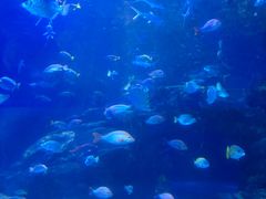 -太平洋海底世界