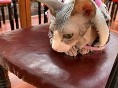 -猫小院猫主题咖啡厅(北锣店)