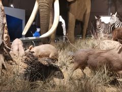 -贝林大翅鲸简餐厅(国家海洋博物馆店)