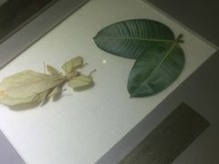 -上海昆虫博物馆