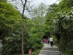 -王顺山国家森林公园
