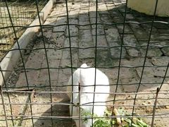 -意大利农场度假村