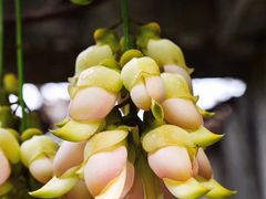 -云溪植物园