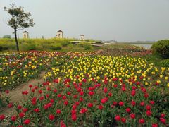 荷兰花海-荷兰花海