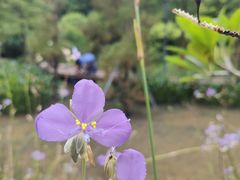 -云溪植物园