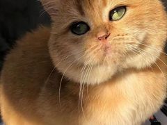 -北京观赏动物医院·24小时大型综合·猫专科·异宠专科