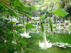 -蝴蝶泉公园