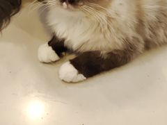 -平行世界·猫咖(首经贸店)