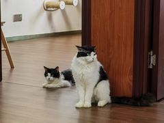 -楼上猫咖(罗湖店)