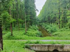 -黄海国家森林公园