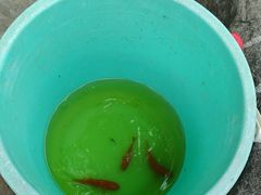 -朝阳公园游乐园