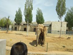 -石家庄市动物园