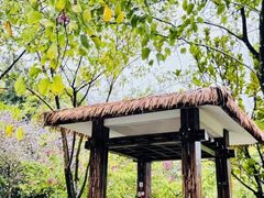 -广州市流溪河国家森林公园