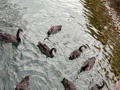 -长白岛森林公园