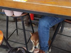 -柴犬高等学院·狗咖·柴犬售卖·宠物训练