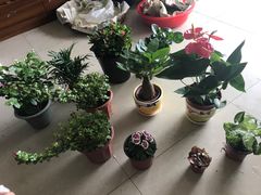 -龙大花卉苗木市场