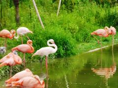 -杭州野生动物世界