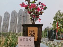 -琴亭湖公园