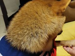 -逗柴咖啡屋·狗咖猫咖宠物桌游