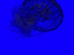 -上海海洋水族馆