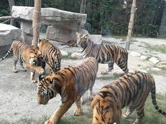 -上海野生动物园老虎餐厅