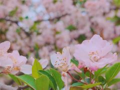 -武汉紫薇都市田园
