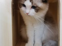 -猫友咖啡店(玉林西路店)