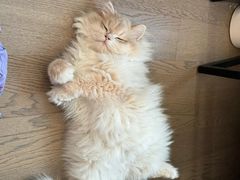 -lincat·猫舍(广州店)