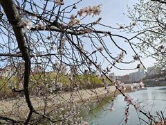 -桃花堤公园