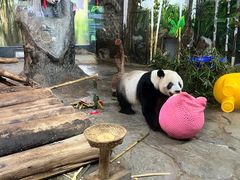 -海南热带野生动植物园