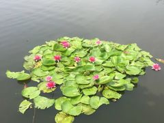 -前关湿地公园