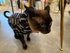 -飞行喵MR PILOT|猫舍·猫咖(静安大融城店)