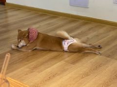 -柴犬小屋·柴餐厅·狗咖食堂(金鼎广场店)