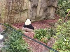 -青城山