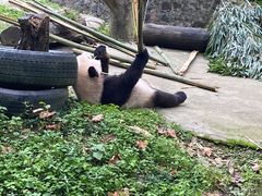 -中国大熊猫保护研究中心雅安碧峰峡基地