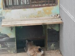 -青藏高原野生动物园
