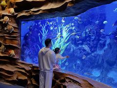 -芜湖新华联大白鲸海洋公园