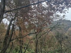 -广州市石门国家森林公园