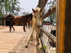 -静之湖湖畔餐厅