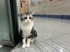 -瑞派名望志远动物医院·猫科·內科·异宠专科(直港大道店)