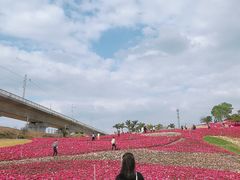 -光明小镇欢乐田园