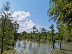 -上海长兴岛郊野公园