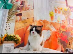 -爱洗澡的猫(望京店)