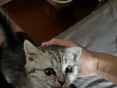 -瑞派福兴宠物医院犬猫全科·骨科·中西医结合(河东店)