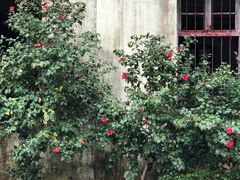-东山雕花楼