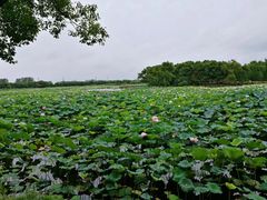 景点-荷塘月色湿地公园·向阳花洲