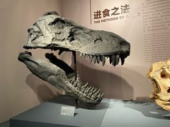 -自贡恐龙博物馆