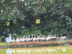 -广州长隆飞鸟乐园