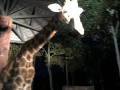 -清迈夜间动物园